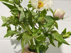 -盒马鲜生(莱蒙都会店)