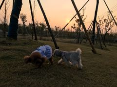 -上海长兴岛郊野公园