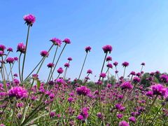 -径山花海