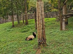 -都江堰中华大熊猫苑