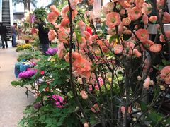 -双季花艺园艺市场(浦东店)