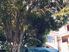 -十八棵（老龙井）御茶园(老龙井店)