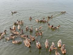 -野鸭湖国家湿地公园