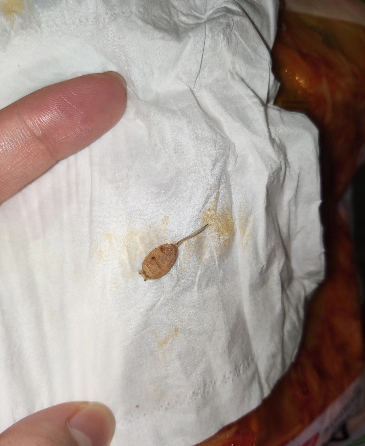 吃金针菇吃到虫子了?