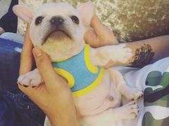 -翊宠yipet猫狗购宠庄园犬舍•猫舍