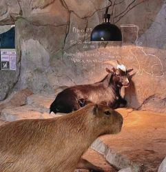 -Zoolung Zoolung动物主题公园(海信广场店)