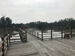 -大湾区中央湿地公园
