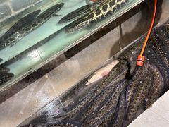 -百岁鱼(七一路店)