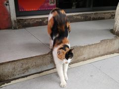 -马文章胖子甑糕(洒金桥店)