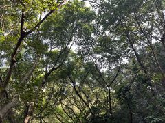 -深圳仙湖植物园
