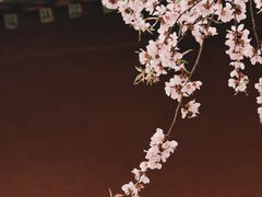 -桃花堤公园