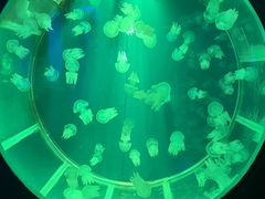 -顺德南宏海立方海洋公园