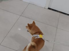 -佳雯宠物医院·皮肤科·内外科(春晓路分院)