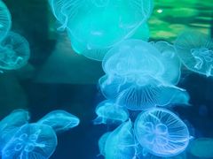 -大连圣亚海洋世界