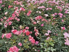 -人民公园(罗湖区)