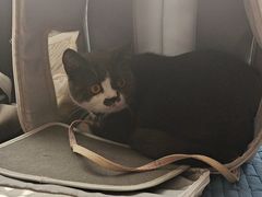 -宠颐生·恒爱宠物医院(静海店)