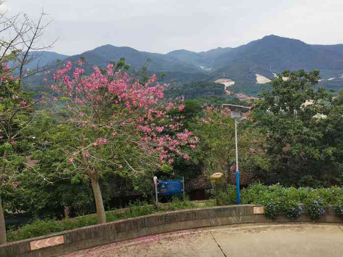 南坑咖啡观赏园-"又又又又来了疫情过后开业的第一天五一.