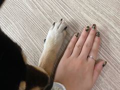 -柴犬高等学院·狗咖·柴犬售卖·宠物训练