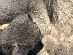 -喵屿·大理花园猫咖