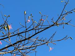 -厦门园林博览苑