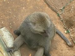 -西霞口神雕山野生动物世界