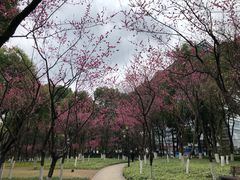 -重庆市江北嘴中央商务区中央公园