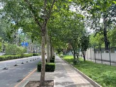 -三里屯东五街银杏大道