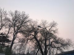 -东兴顺爆肚张