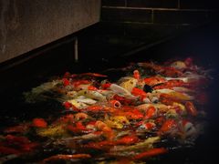 -龙悦湾酒家·八阵鱼生·渔人码头店