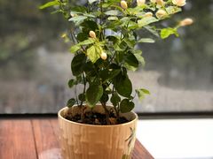 -玉兰苑一等茶餐厅