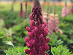 -上海鲜花港