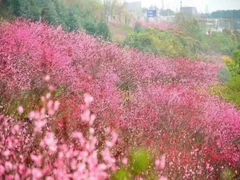 -重庆悦来温德姆酒店