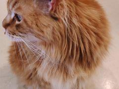 -藏猫猫咖啡主题馆(中央大道店)