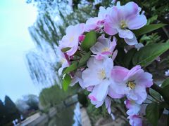 -海棠花溪(元大都城垣遗址公园)