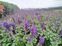 -光明小镇欢乐田园