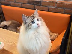 -豆逗聊愈猫阁Easy Life
