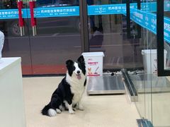 -萌兽医馆·宠物医院·猫骨科(创景店)