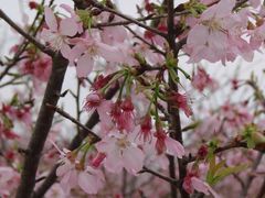 樱花-天适樱花悠乐园