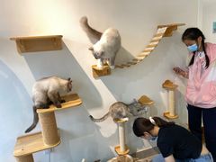 -Heymao猫咖.咖啡厅(东门店)