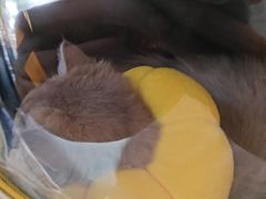-半岛宠物医院24小时(科华中路店)