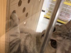 -藏猫猫咖啡主题馆(中央大道店)