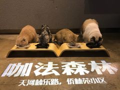 -咖法森林·咖啡  酒吧(天河店)