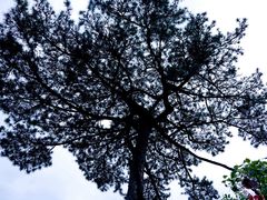 -秦岭终南山世界地质公园翠华山景区