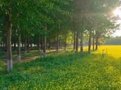 -长白岛森林公园