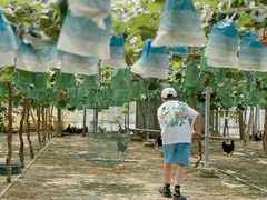 -马陆小张葡萄园农家乐