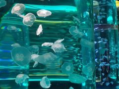 -海合安成都极地海洋公园