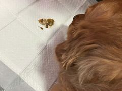 -宠爱国际动物医院· 猫科· 外科·中兽医(长白店)