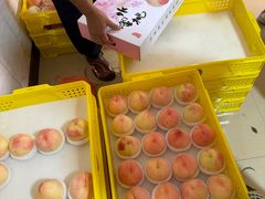 -老袁家蜜桃农场·阳山水蜜桃