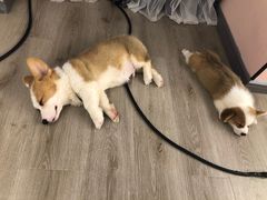 -浣熊柯尔鸭土拨鼠·电玩咖