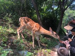 -大连森林动物园